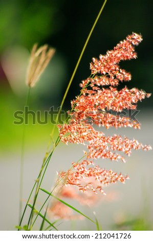 Flower grass at relax evening  time and defocused background.