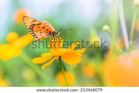 Butterfly on the flower at relax evening time and defocused background.