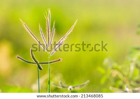Flower grass at relax evening time and defocused background.
