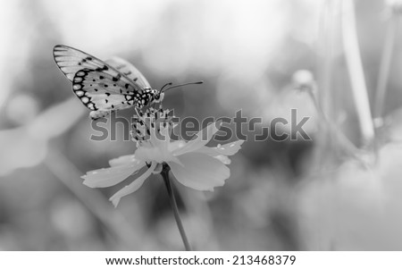 Butterfly on the flower B&W at relax evening time and defocused background.