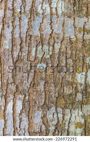 Old Wood(rind,bark) Tree Texture Background Pattern,Tree bark texture