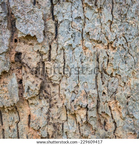 Old Wood(rind,bark) Tree Texture Background Pattern,Tree bark texture