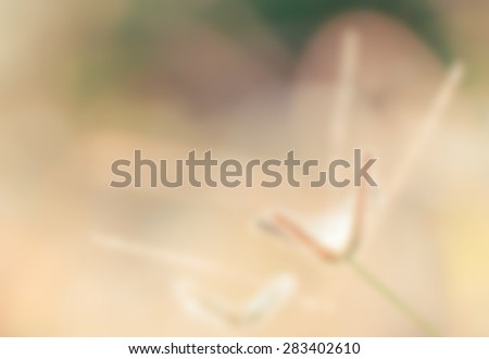 Abstract natural background. Fresh flower grass with drops on natural defocused.