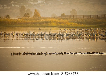 Crane birds and other birds in Agamon Hula bird refuge on sunrise, Hula Valley, Israel