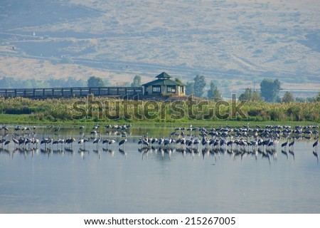 Crane birds and bird observation station, in Agamon Hula bird refuge, Hula Valley, Israel