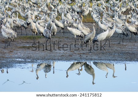 Common crane birds in Agamon Hula bird refuge, Hula Valley, Israel