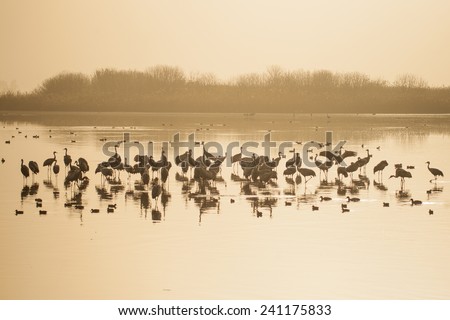 Common crane birds and other birds in Agamon Hula bird refuge, Hula Valley, Israel