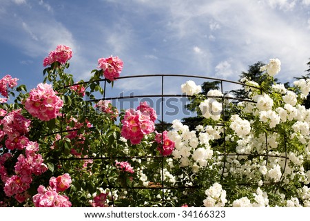 Pink and white. Climbing roses around their support. Rose Garden in the Oeste park, Madrid - Spain