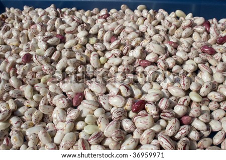 Texture of  pinto beans heap. Fresh Pinto Shell Beans or Italian Borlotto Bean.