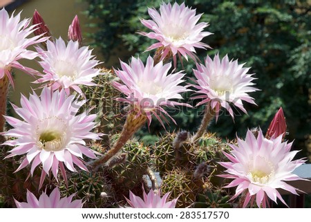 Pink flowers of Echinopsis cactus. This species blooms from late spring to all summer long, the flowers open before sunrise but last only one day in full beauty.