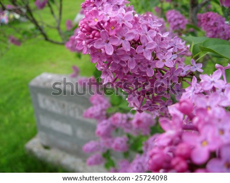 Closeup of lilac flowers with gravestone in background. Shallow depth of field with only a few flowers in focus.