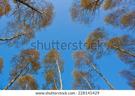 Birch tree background with blue sky