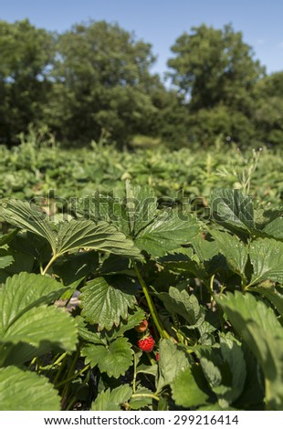 A red strawberry in a field of strawberry plants