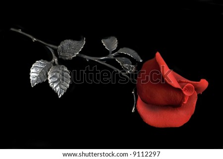 One rose in black background
