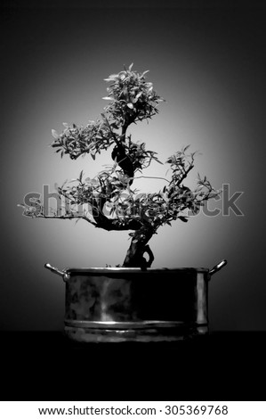 Black and white asian stule bonsai