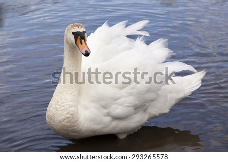 Swan all fluffed up to clean, Scotland