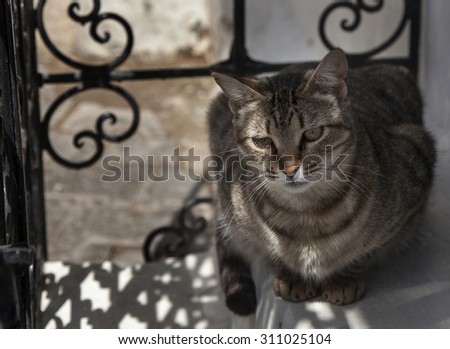 Moroccan cat sitting on a doorstep in the shade