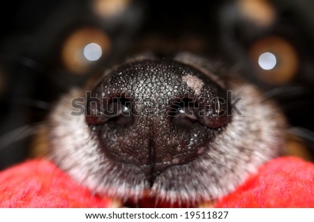 A big black dog\'s nose with the eyes in the background