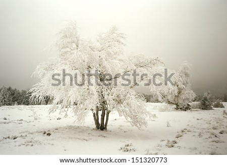 Snow covered landscape in Germany, single tree in main focus.