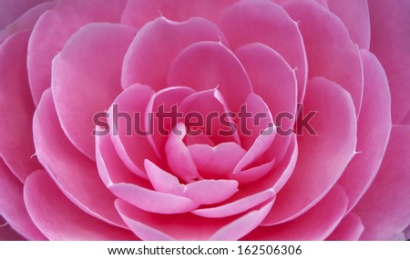 Close up shot of a pink Camellia Flower, Full Frame, Background.