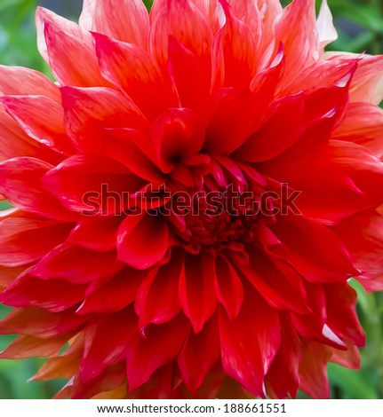 Close up shot of a Red Dahlia Flower, Full Frame.