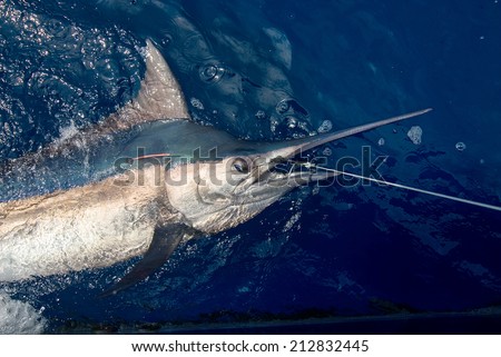 Beautiful marlin real bill fish on Andaman Islands sport fishing