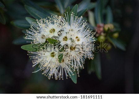 Australian gum nut flower on tree