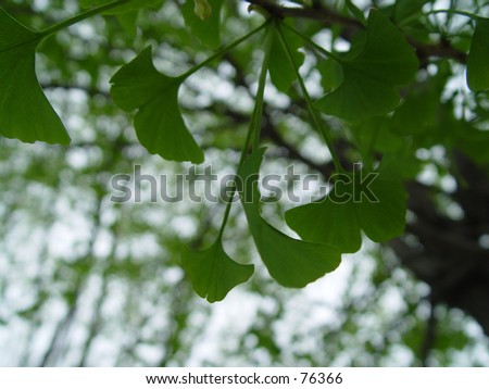 Ginkgo tree and leaves