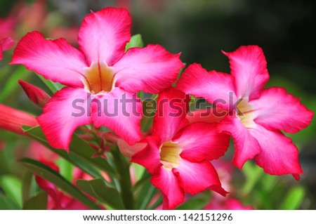 Red Desert Flower, adenium obesum