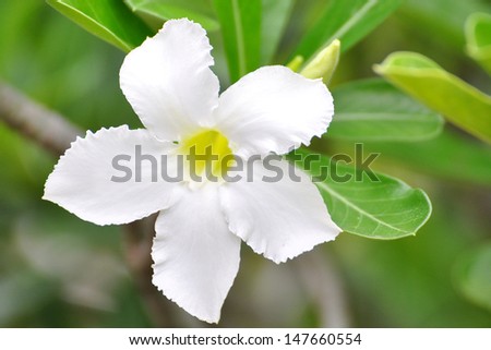 White Desert Flower, adenium obesum