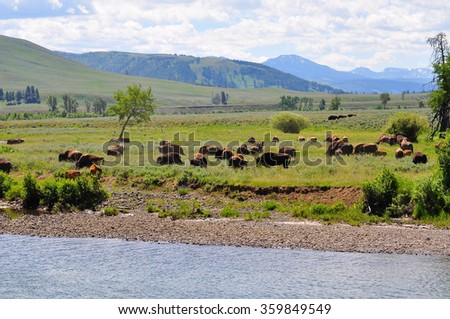 YELLOWSTONE NATIONAL PARK, USA - June 25 : Bisons live in Lamar Valley, Yellowstone National Park, Montana, USA  on June 25, 2015