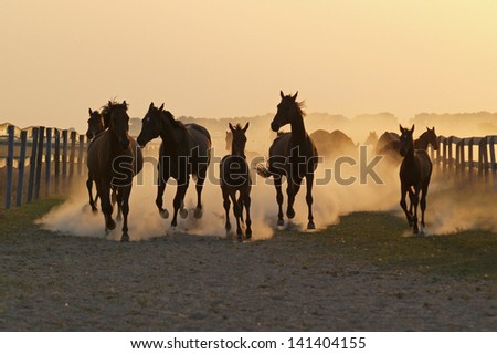 the herd of horse speeds along lifting the clubs of dust