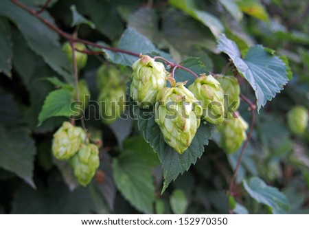 Sprigs and leaves of hop