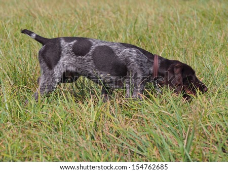 Puppy of breed German Pointer  studies to hunt in the field terms