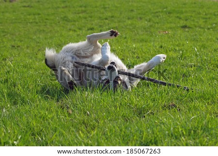 Dog of breed a central Asiatic sheep dog plays with a stick on to the green meadow