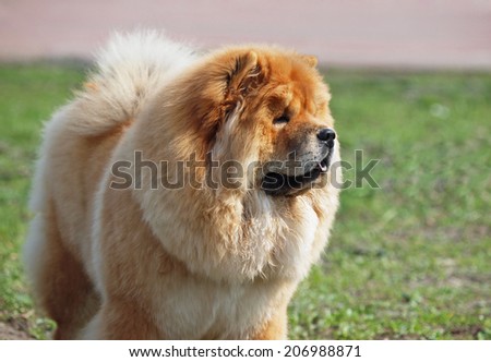 Portrait of dog chow chow on natural  background