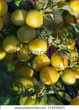 Yellow plums on a branch of plum tree