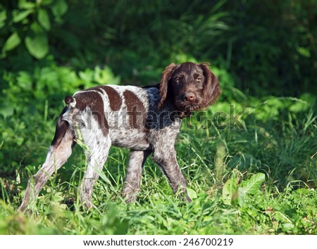 Puppy of breed Drahthaar on a natural  vegetable background