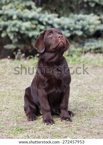 Beautiful chocolate Labrador puppy sits on natural background