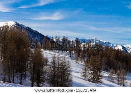 Larch forest in the resort of Sestriere, Italy
