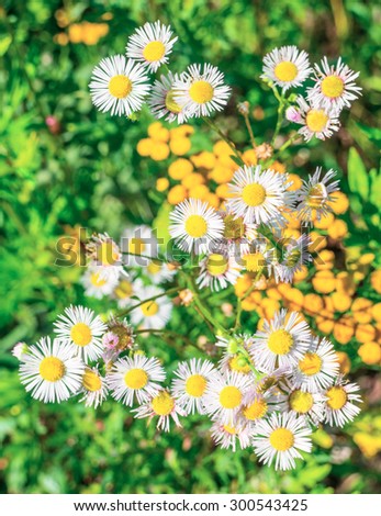 Aster amelloides no background of green grass and yellow flowers