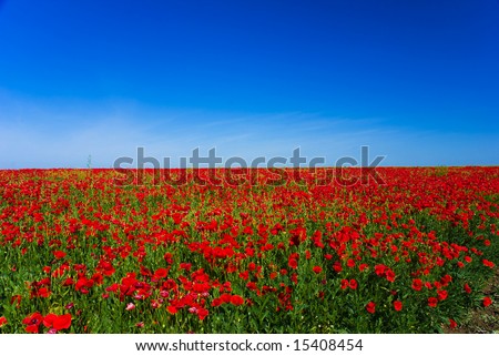 beautiful poppy field beneath a clear blue sky