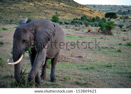 Elephant with lions