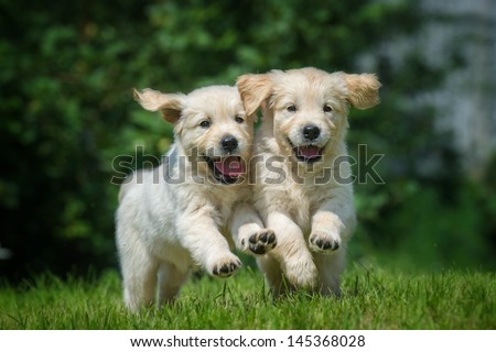 two happy running puppies of golden retriever two happy running puppies of golden retriever