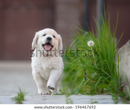 happy puppy of golden retriever