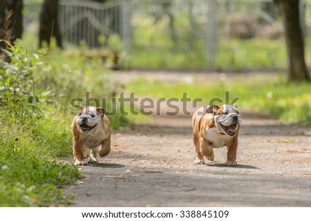 two happy puppies of bulldog walks in the park