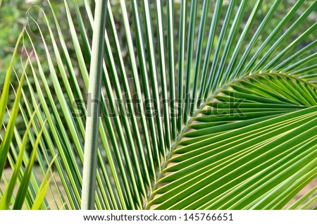Young leaves of coconut trees. Cocos nucifera.