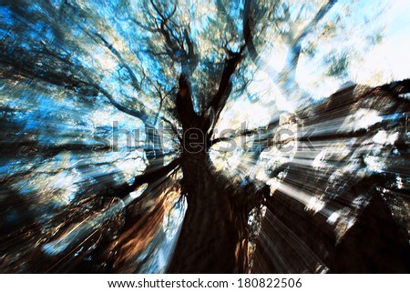 abstract tree in sun rays,abstract natural background,artistic background