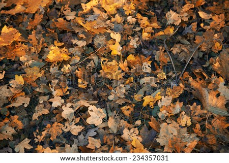 autumn forest ,leafs floor in forest ,bed of leafs