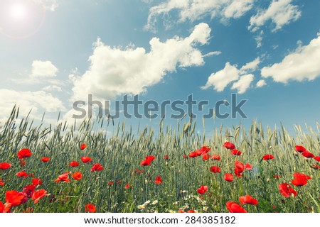 red flowers in wheat filed on sunny spring day